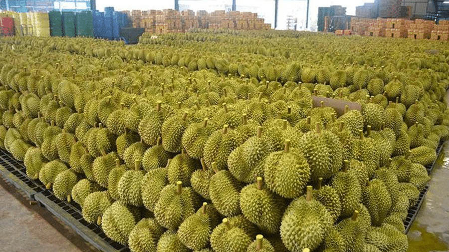Thailand Raja Durian : Negara Penghasil Durian Terbesar Di Dunia