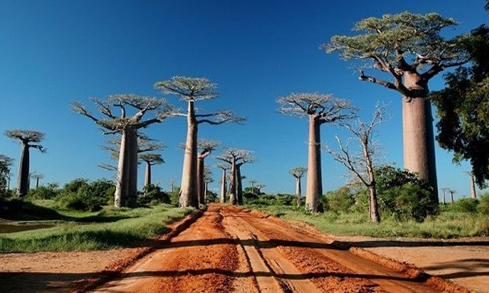 Madagaskar: Pulau Surga dengan Keanekaragaman Hayati