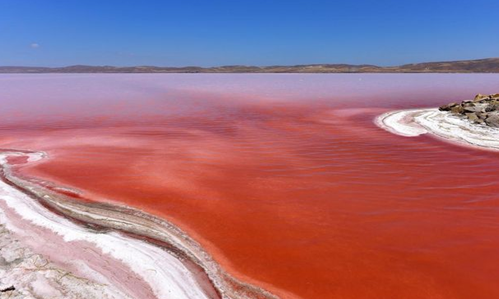 Laut Merah: Surga Bawah Laut yang Memukau