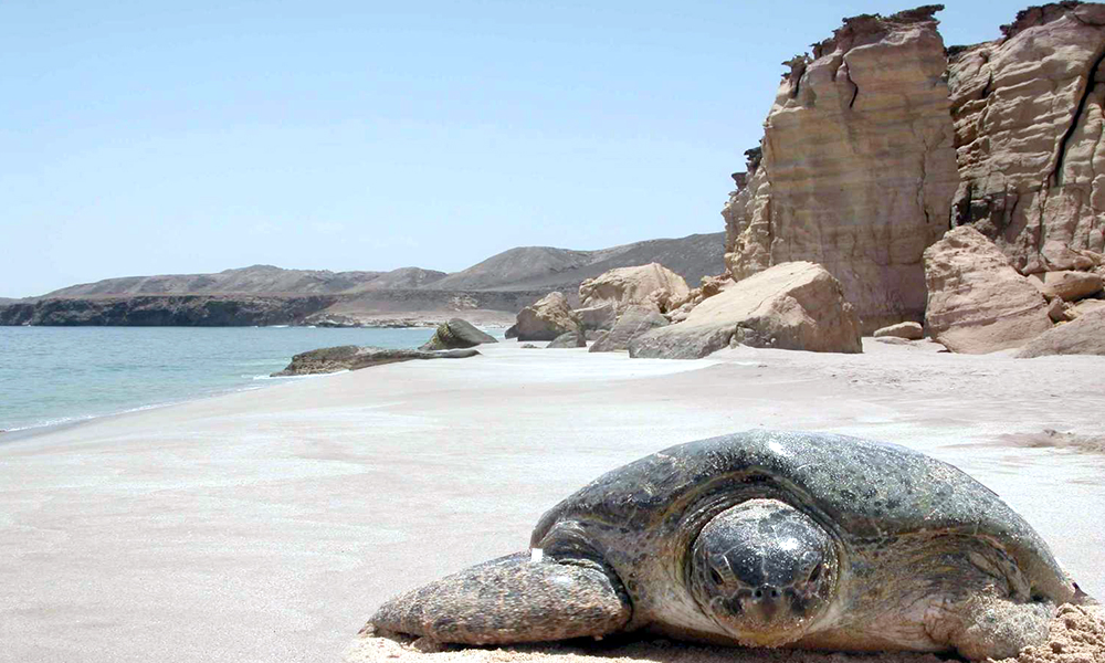 Ras Al Hadd: Surga Penyu Hijau di Oman